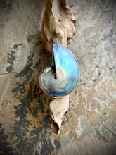 Kona Shell Rings